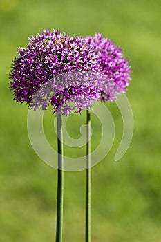 Alium onion flower photo
