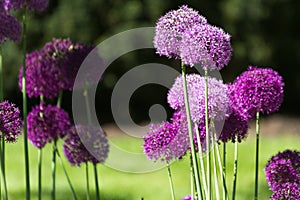 Alium onion flower