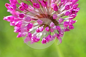 Alium purple sensation