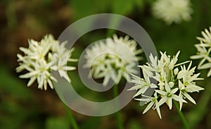 Alium ursinum