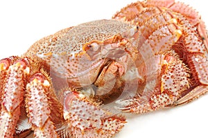 Alive Alaskan king crab