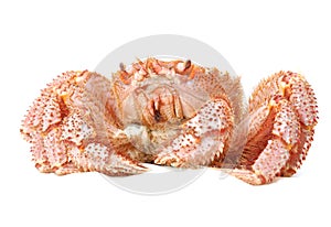 Alive Alaskan king crab