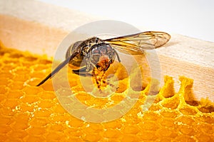 Alive asian hornet on his back on a frame of beehive