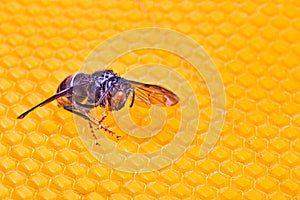 Alive asian hornet on his back on a frame of beehive