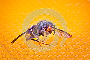 Alive asian hornet on his back on a frame of beehive
