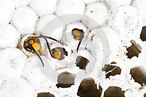 Alive baby asian hornet in nest honeycombed macro in white background