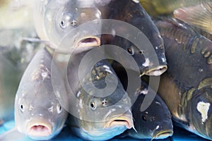 Alive big carps looking through   aquarium glass in fish market. Carps usually prepared for traditional Christmas dinner in