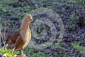 Alive brown chicken with green background, hen live in free range poultry farm