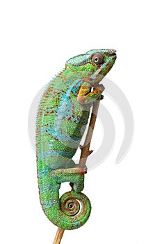 Alive chameleon reptile