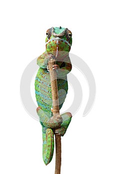Alive chameleon reptile