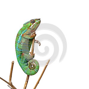 Alive chameleon reptile