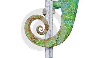 Alive chameleon reptile tail