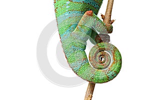Alive chameleon reptile tail