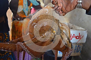 Alive common octopus Octopus vulgaris caught by artisanal fishermen in Senegal