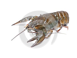 Alive crawfish isolated