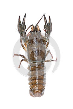 Alive crawfish isolated