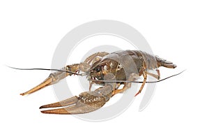 Alive crawfish on white background