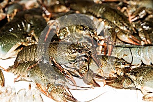 Alive crayfish closeup.