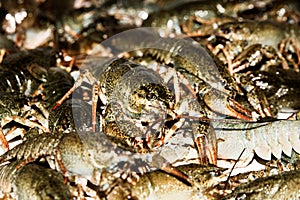 Alive crayfish closeup.