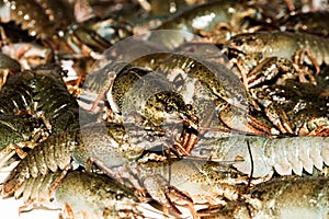 Alive crayfish closeup.