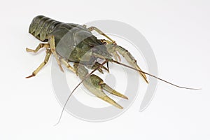 Alive crayfish creepse