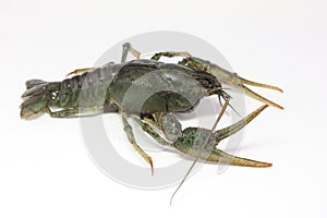 Alive crayfish creepse