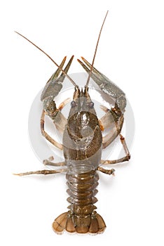 Alive crayfish isolated on white
