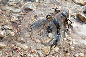 Alive crayfish