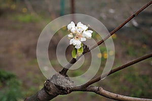 Alive cuttings on grafting pear tree with formed callus, young leaves and flowers