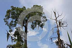 Alive and dead Cypress trees and spanish moss.