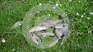 Alive fish struggle grass