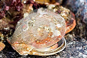 Alive and fresh Icelandic scallops Chlamys islandica on the coast of Barents sea, Arctic ocean