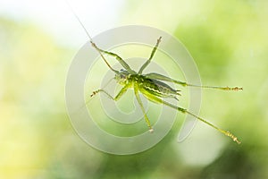 Alive green grass hopper sitting on a window underbelly view macro close up shot isolated against outside vegetation