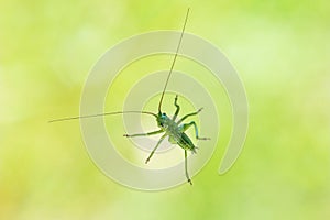 Alive green grass hopper sitting on a window underbelly view macro close up shot isolated against outside vegetation