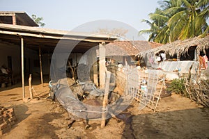 They alive! Indian oxen are sleeping in very strange poses.