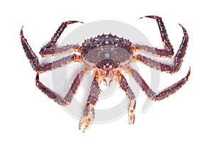 Alive kamchatka crab on white background