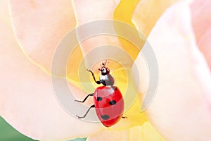 Alive ladybug in movement in a rose