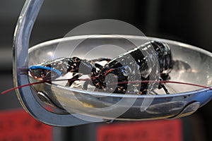 Alive lobster being weighed