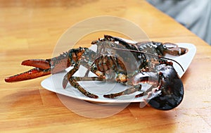 Alive raw uncooked lobster ready to cook on a white plate. Fresh ingredient on a wooden table