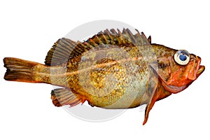 Alive rockfish Sebastes owstoni Owston sting fish, Redfish isolated on white background. Alive fresh raw delicious fish.