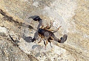 Alive scorpion