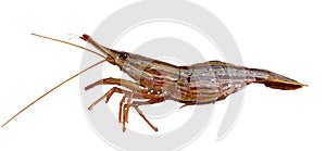 Alive shrimp isolated on white background
