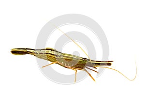 Alive shrimp Pandalus latirostris isolated on white background closeup