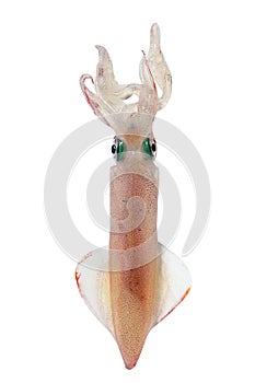 Alive squid seafood isolated on white photo