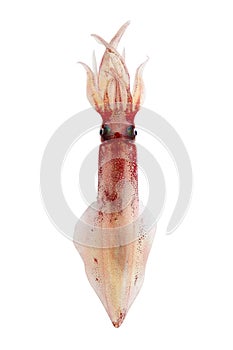Alive squid seafood isolated on white