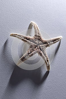 Alive starfish on white background