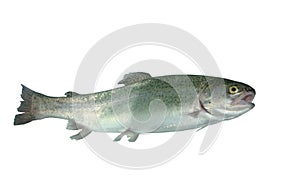 Alive trout photo