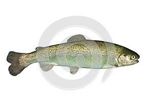 Alive trout photo