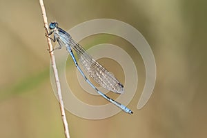 Alkali Bluet, Enallagma clausum