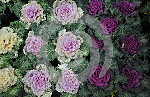 Alkaline, healthy food white and purple kale leaves